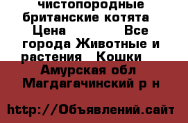 чистопородные британские котята › Цена ­ 10 000 - Все города Животные и растения » Кошки   . Амурская обл.,Магдагачинский р-н